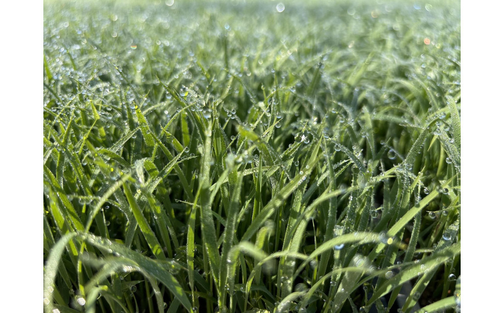 【令和7年産】南魚沼産こがねもち5kg　八海山の里で実りました。