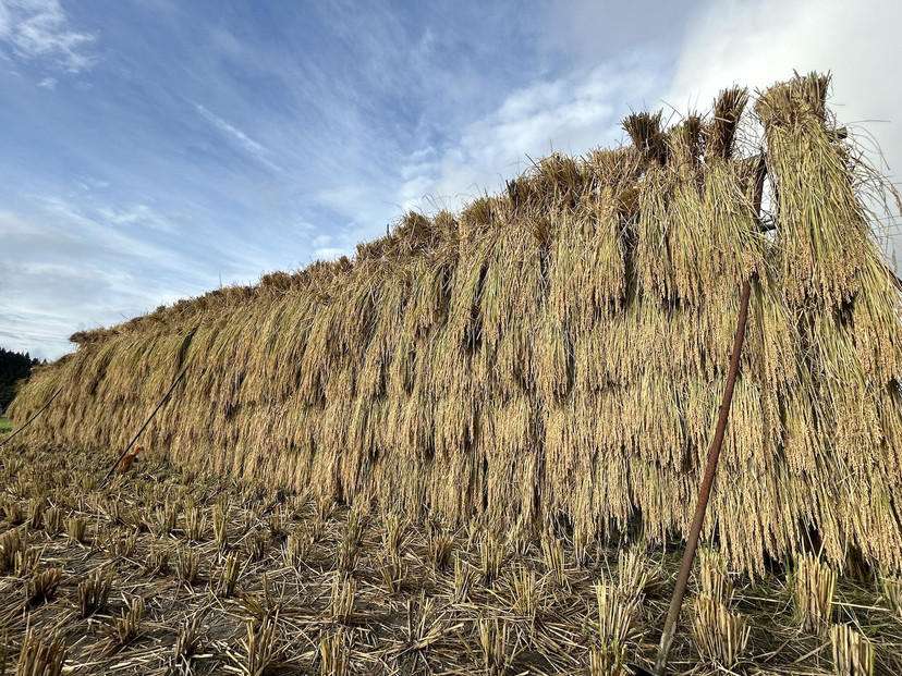 [令和7年産]はさがけJAS認定　有機栽培米　農薬・化学肥料不使用の米　南魚沼産こしひかり3kg  八海山の里で実りました。