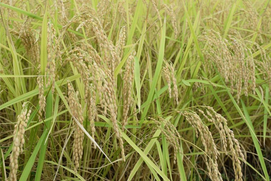 【定期便】新潟県南魚沼市の豊かな自然が育んだ、極上のコシヒカリ　5キロ×3か月