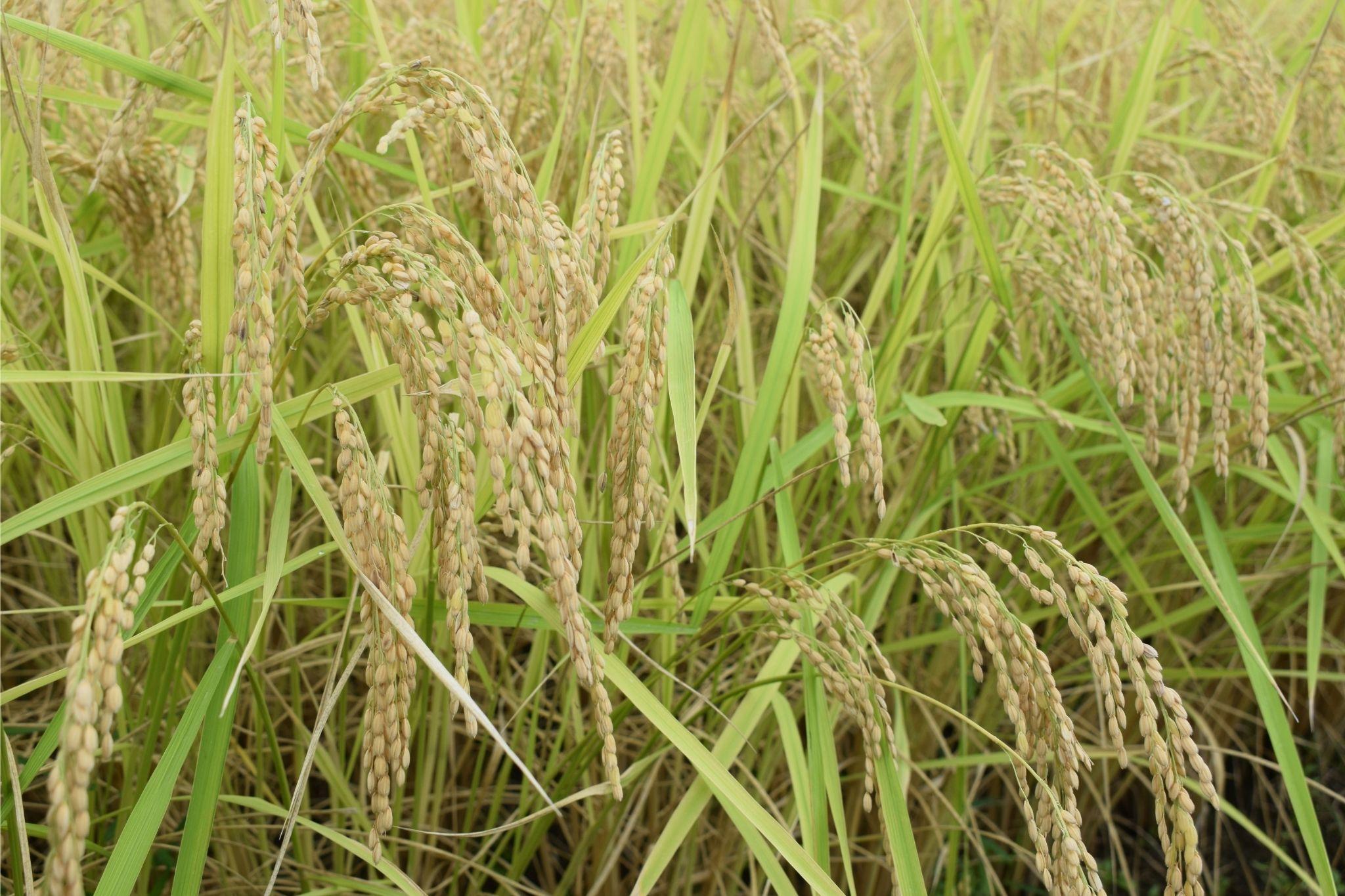 新潟県南魚沼市の豊かな自然が育んだ、極上のコシヒカリ　10kg