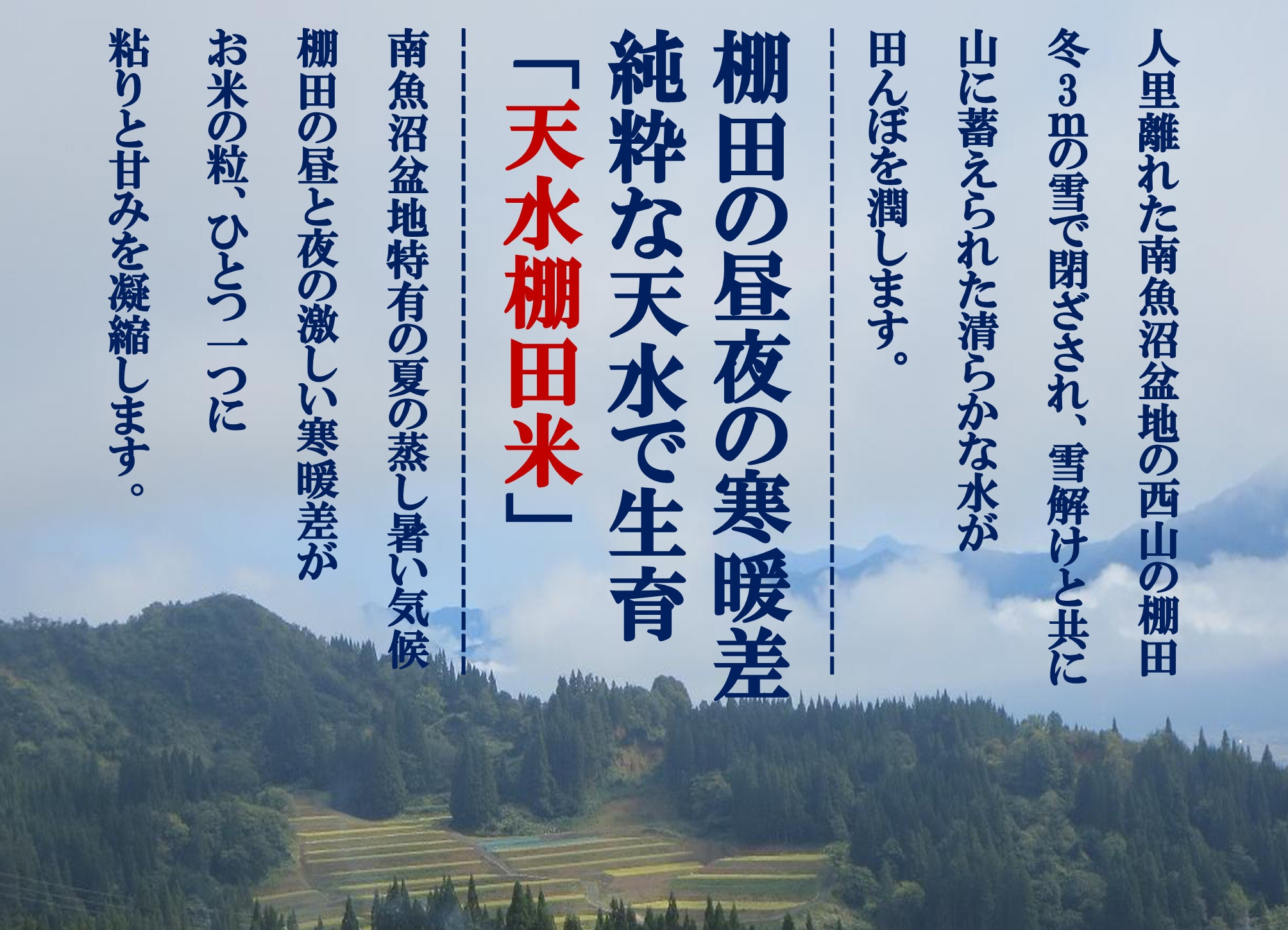 令和7年産【とやの里山越光農園の天水棚田米】特別栽培米雪蔵熟成しおざわ産コシヒカリ　精米5kg全1回　【2025年12月下旬より発送】