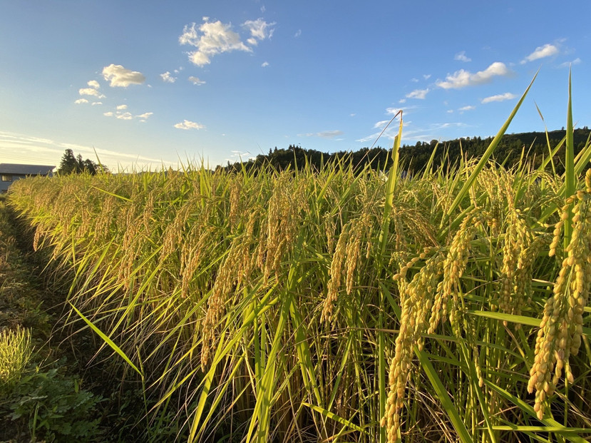 【令和7年産】南魚沼産コシヒカリ　八色　精米5kg