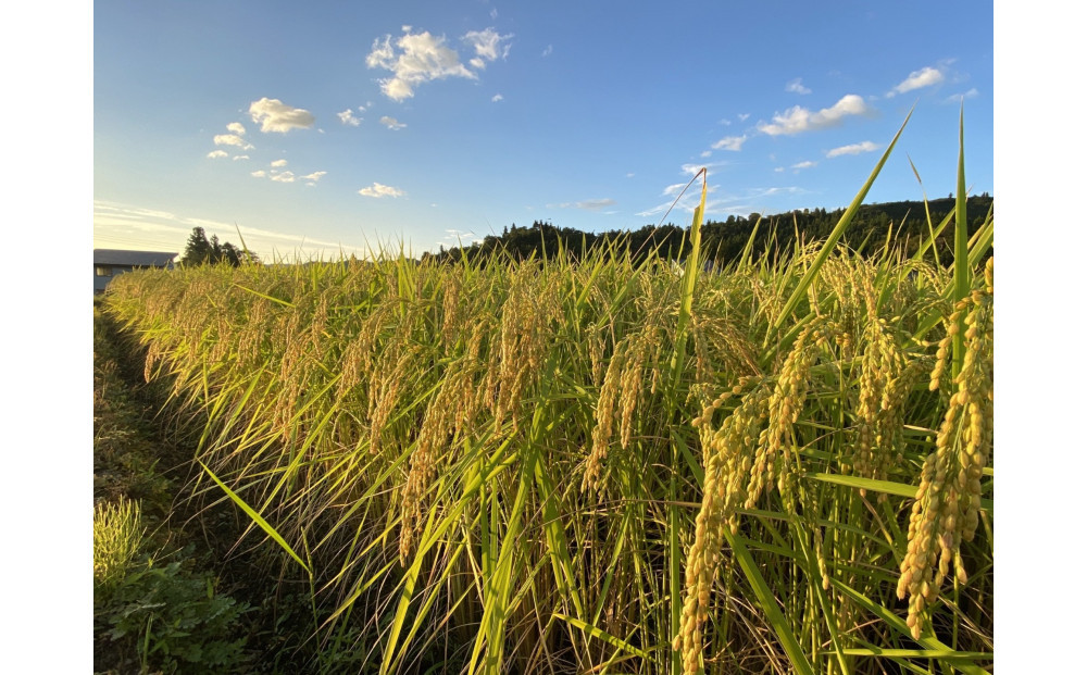 定期便　【令和7年産】南魚沼産コシヒカリ　八色　精米5kg×6回