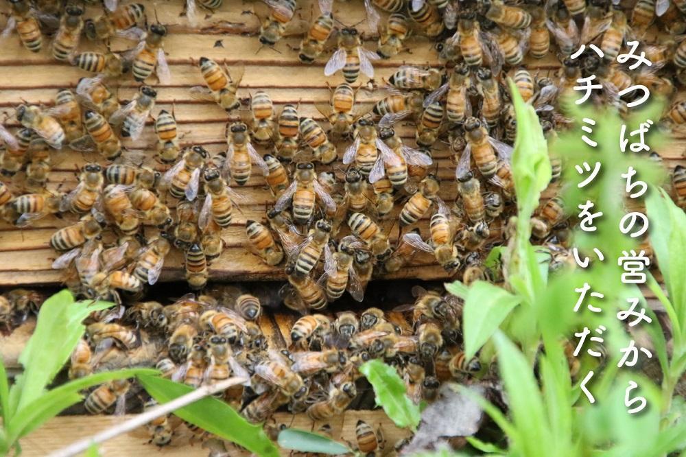 さいき養蜂園 天然ピュア蜂蜜 アカシア １ｋｇ はちみつ 国産: 南魚沼