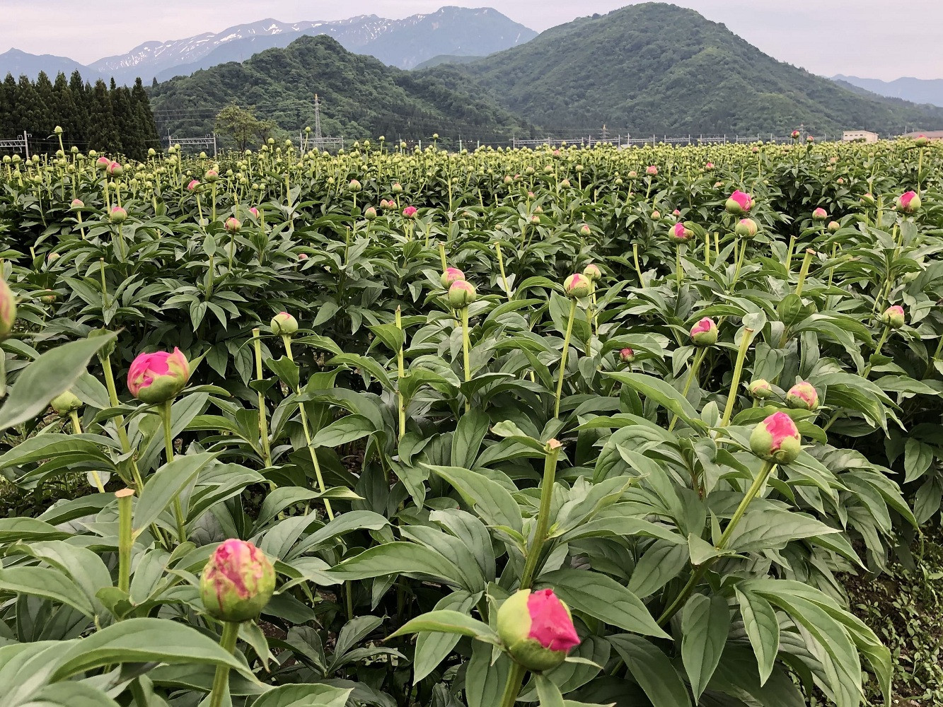 【白ピンク】朝摘みシャクヤク　10本【テーブル彩る】【2026年5月中旬より発送予定】