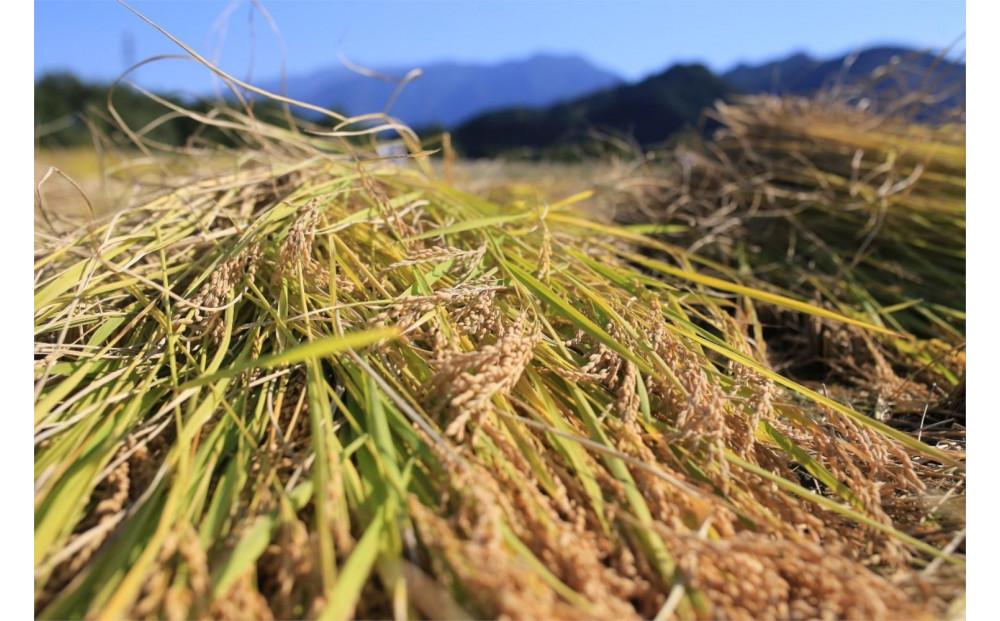 【令和7年産】【定期便・中旬お届け】5kg×3ヶ月　南魚沼産コシヒカリ