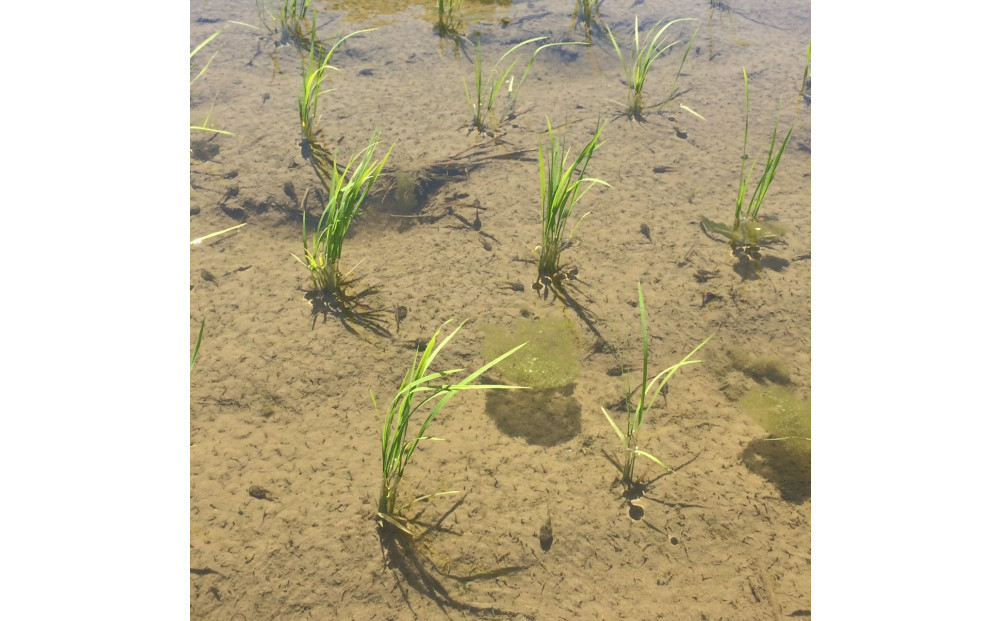 【令和7年産新米】2kg/南魚沼産コシヒカリ　うちやま農園のお米/発祥の地