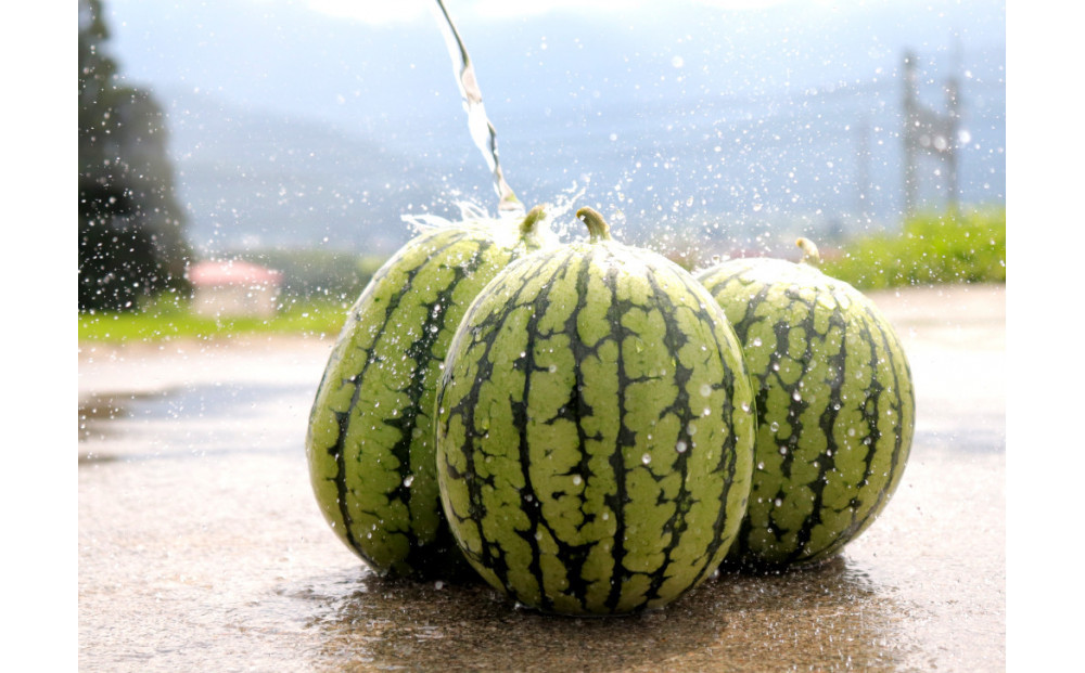 【令和8年/小玉すいか予約】パリ！シャリ！甘～い！2玉入り【食べきりサイズ】【2026年7月中旬より発送予定】