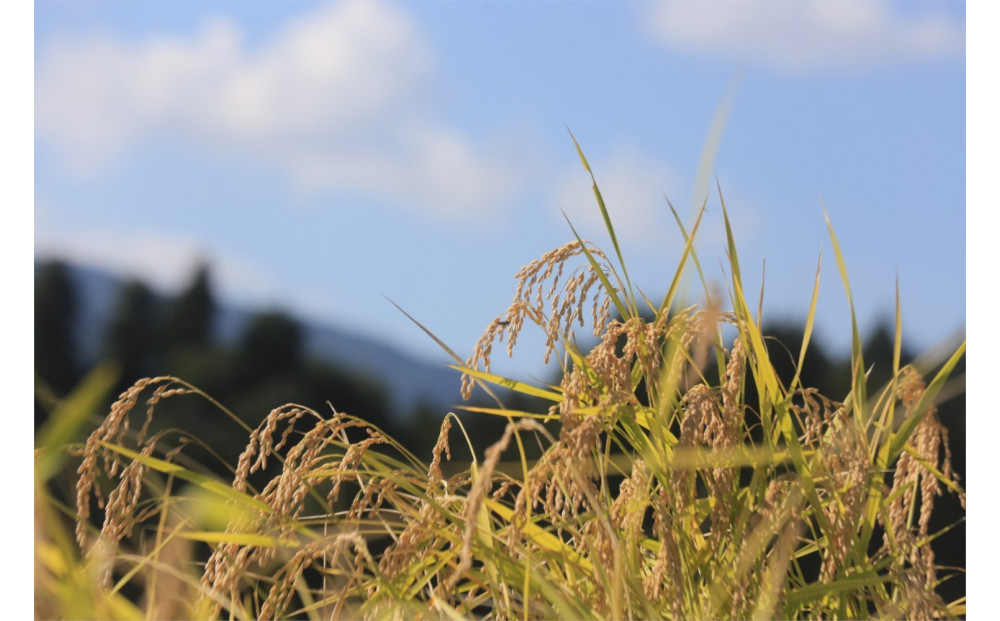 【令和7年産】【定期便・中旬お届け】2kg×12ヶ月　南魚沼産コシヒカリ生活応援