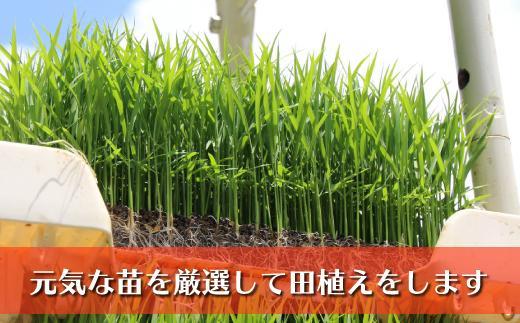 【令和７年産】南魚沼産コシヒカリ　富三郎　農薬8割減の特別栽培米　肥沃な大地と八海山の雪解け水が育んだ厳選米　無洗米５ｋｇ