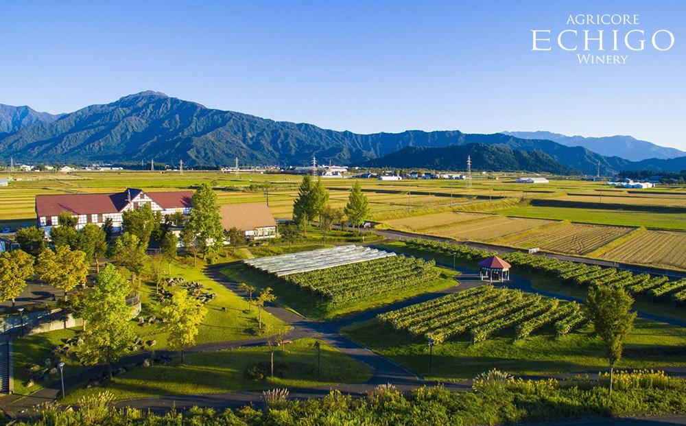 お米や和食にも合う！「越後ワイン(赤)」