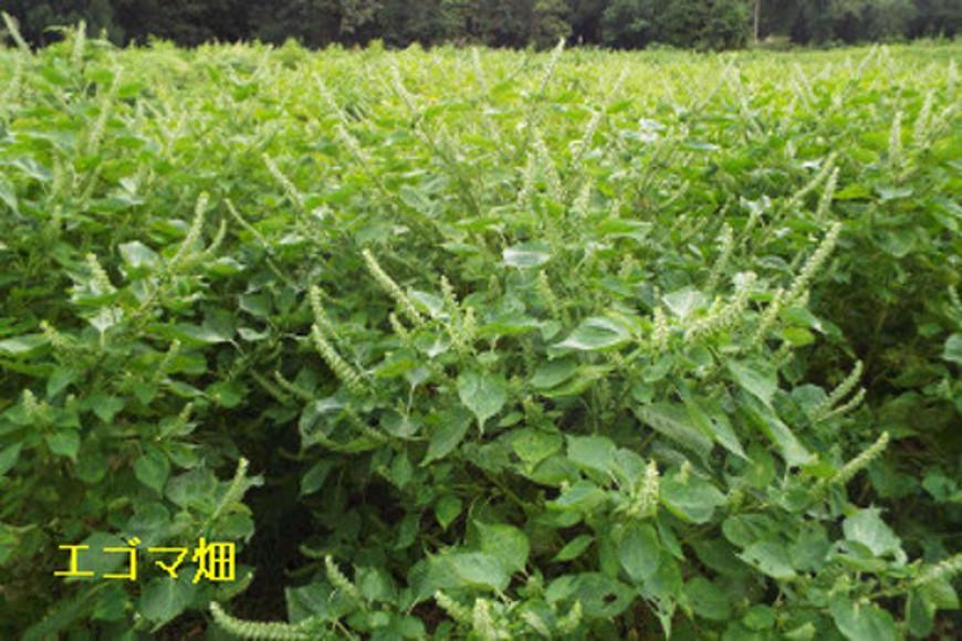 南魚沼市雲洞産エゴマ油100ml２本 粉3 葉茶2 セット