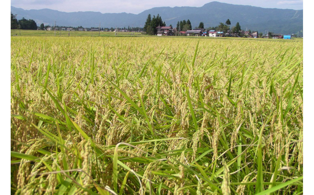 南魚沼産「どん米」無洗米真空パック4kg　ちょっと！うるさいよ！炊き方