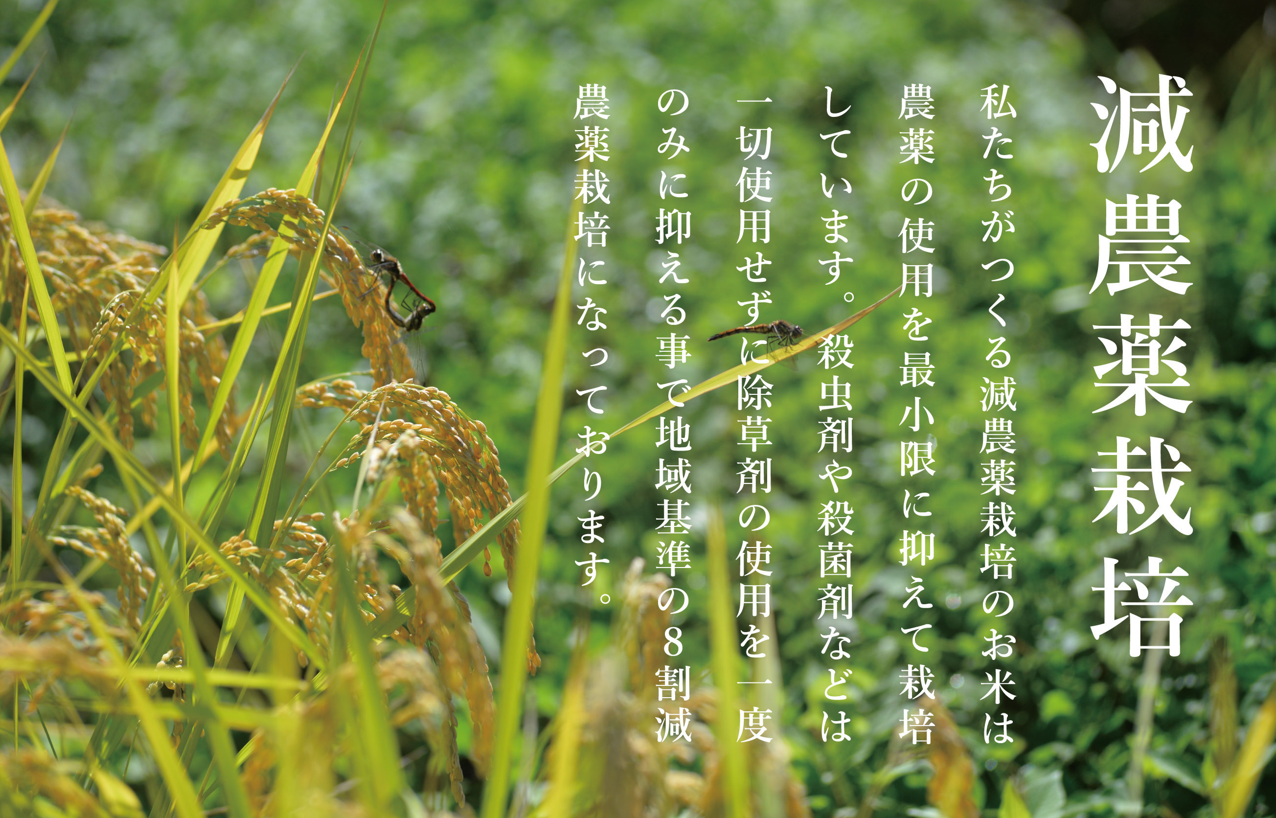 【令和7年産新米予約】関智晴がつくる南魚沼塩沢産コシヒカリ10kg（5kg×2個） 減農薬栽培米【2025年9月中旬より順次発送予定】