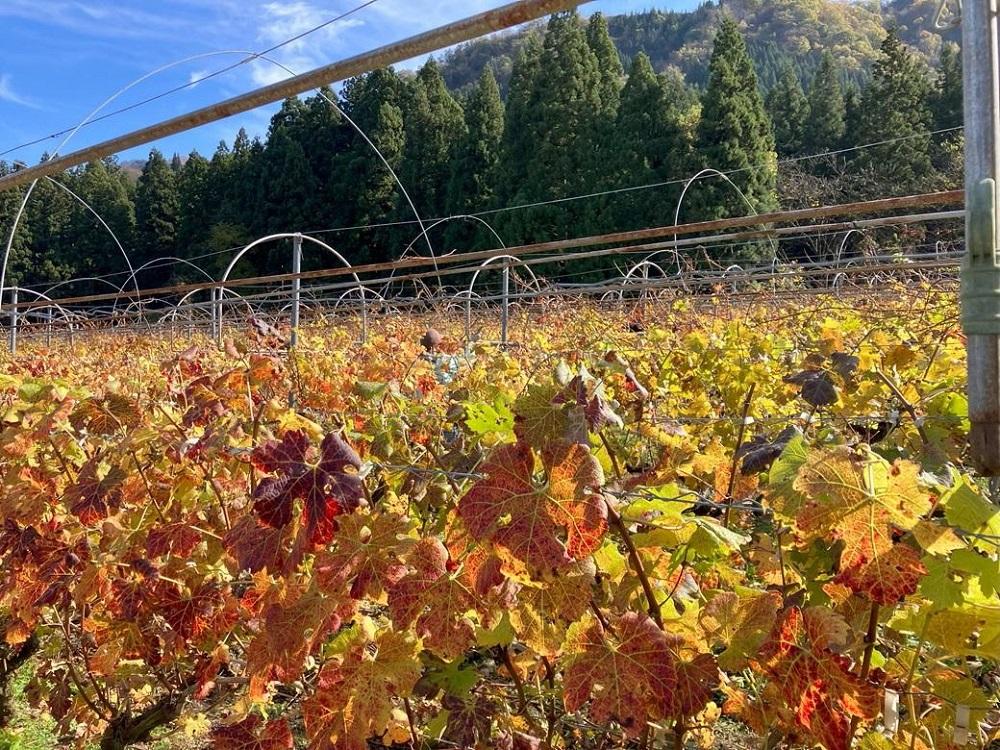 【南魚沼産カベルネ・ソーヴィニヨン】赤ワインとスパークリングワインの２本セット