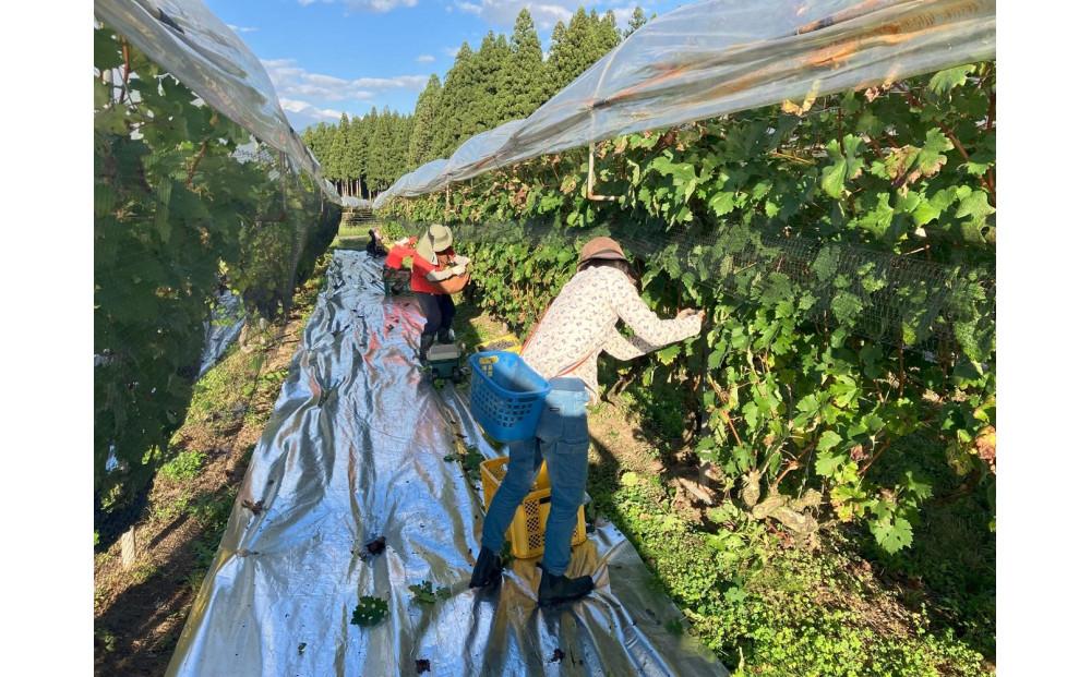 南魚沼産カベルネソーヴィニヨンワイン飲み比べ３本セット