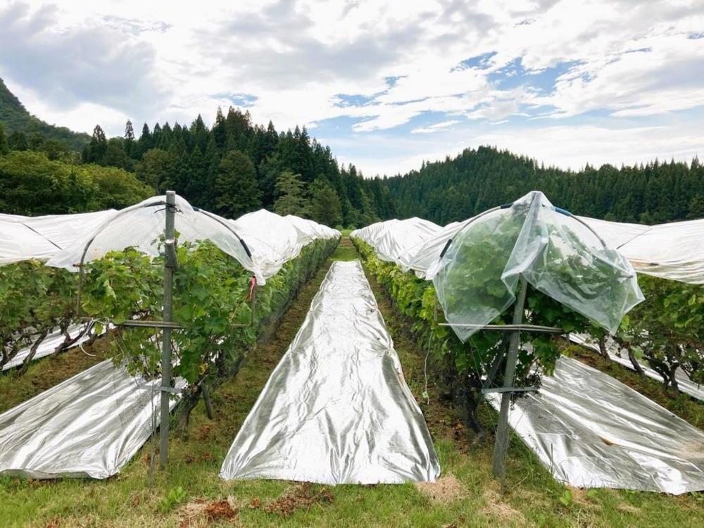 【南魚沼産カベルネ・ソーヴィニヨン】繊細な赤”やま庭のワイン”750ml 　1本