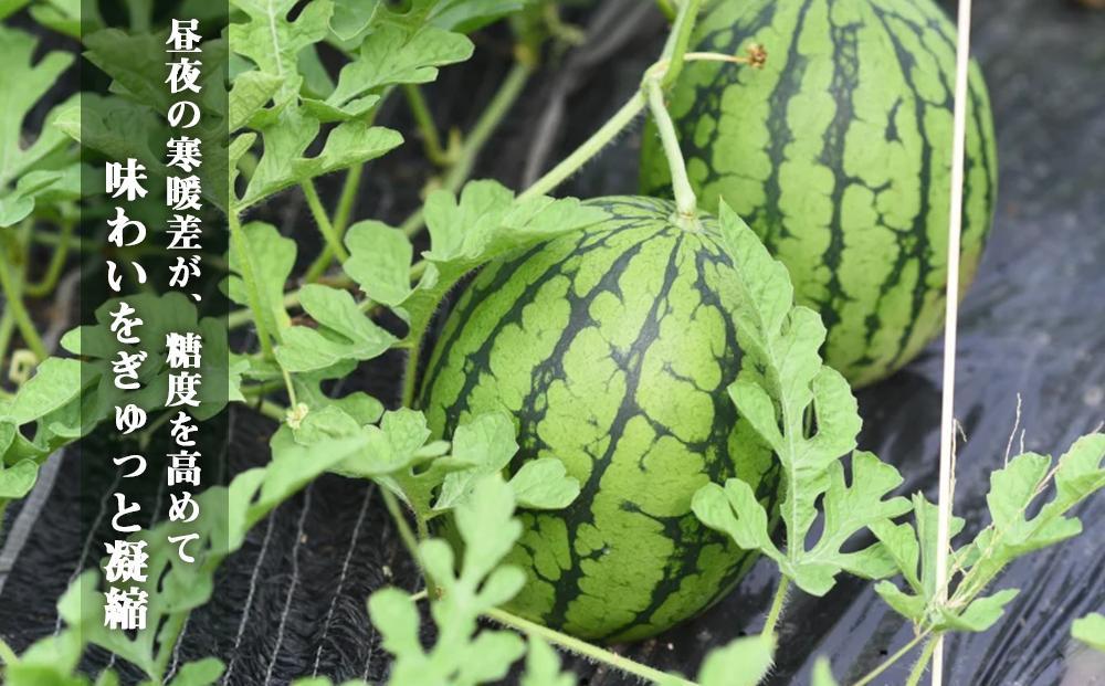 先行予約【高級】八色原すいか小玉２玉【2026年7月中旬発送】【お届け日時指定不可】