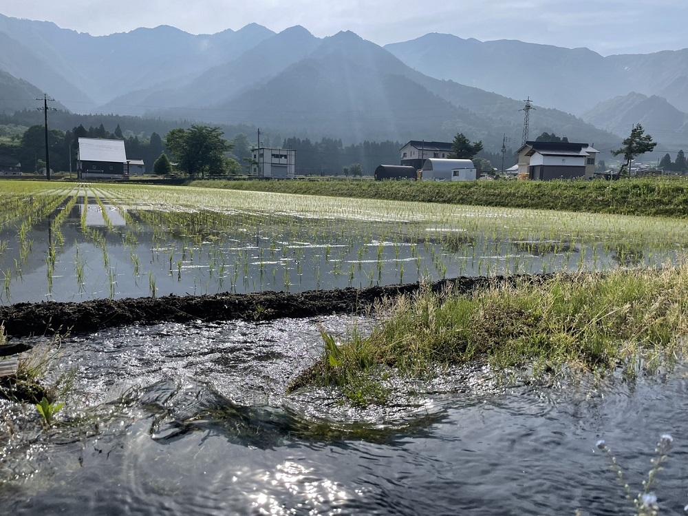 【令和7年産】農家直送　南魚沼産コシヒカリ　10kg(5kg×2袋）【2026年3月上旬より順次発送予定】