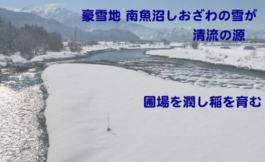【令和7年産】【定期便】生産者限定 契約栽培　南魚沼しおざわ産コシヒカリ（4Kg×12ヶ月）【2025年10月上旬より順次発送予定】