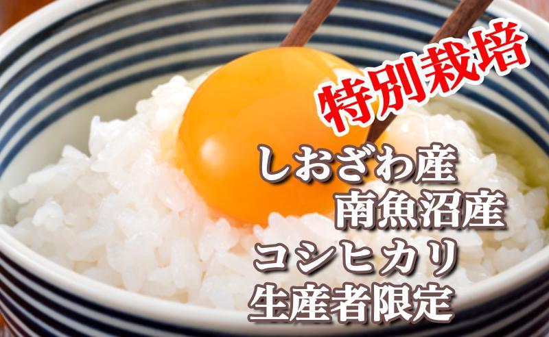 【令和7年産】特別栽培 生産者限定 南魚沼しおざわ産コシヒカリ20Kg【2025年10月上旬より順次発送予定】