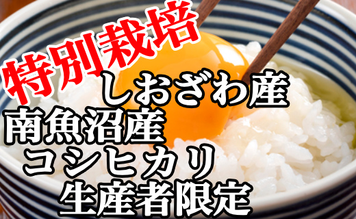 【令和7年産】【定期便：15Kg×6ヶ月】特別栽培 生産者限定  南魚沼しおざわ産コシヒカリ【2025年10月上旬より順次発送予定】
