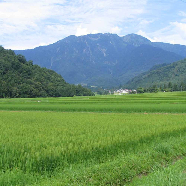 瓶内二次発酵酒 白麹あわ 八海山 720ml