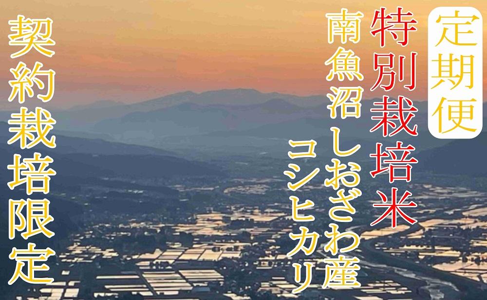 【令和7年産】※定期便：4Kg×3ヶ月※特別栽培 生産者限定  南魚沼しおざわ産コシヒカリ【2025年10月上旬より順次発送予定】