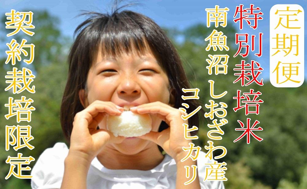 【令和7年産】※定期便：20Kg×12ヶ月※特別栽培 生産者限定  南魚沼しおざわ産コシヒカリ【2025年10月上旬より順次発送予定】