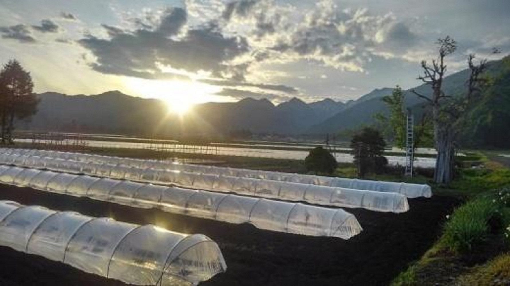 2026年7月中旬から発送予定　野菜ソムリエサミット金賞受賞　「清水農園の八色産小玉スイカ」（2玉）