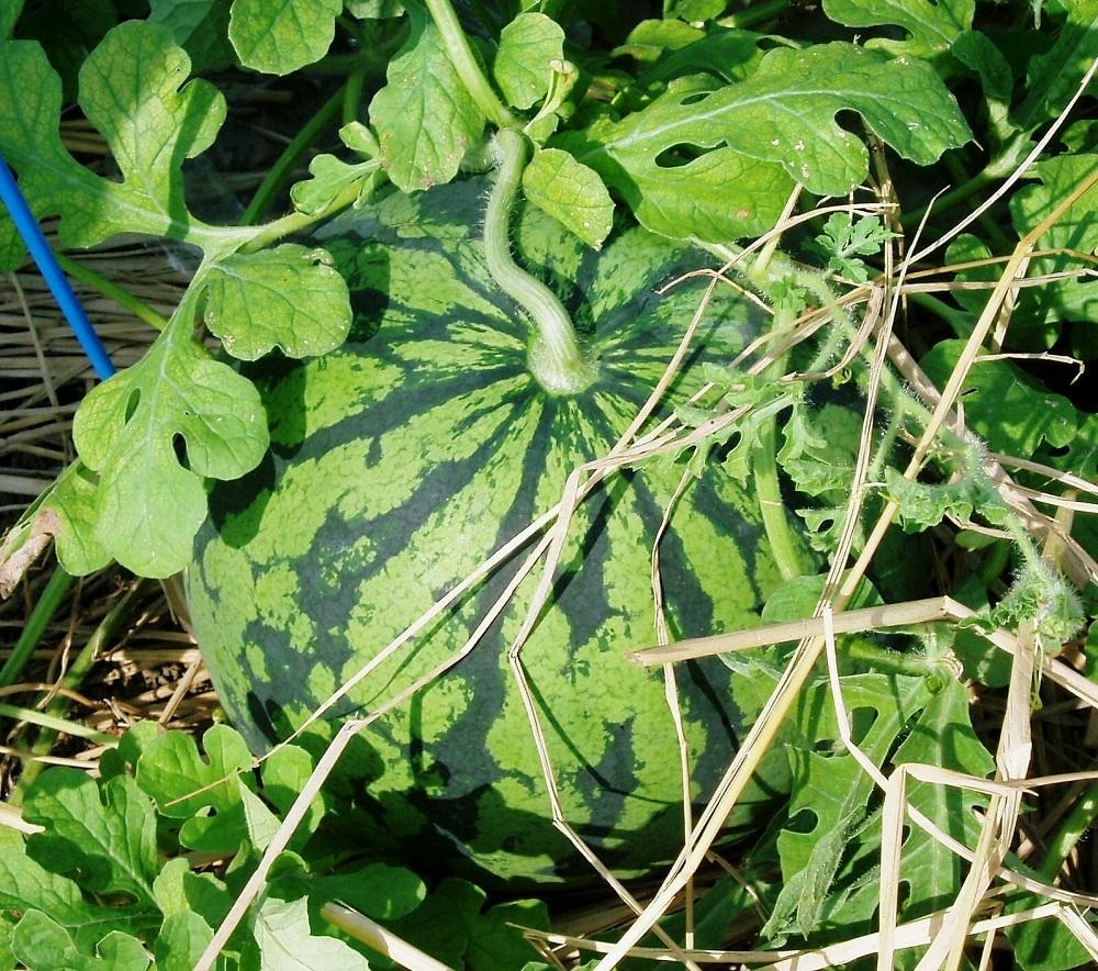 【先行予約】【新潟県 南魚沼産】八色原すいか大玉１玉【2026年7月下旬発送】【お届け日時指定不可】