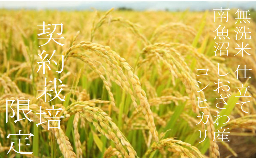 【令和7年産 無洗米5Kg】南魚沼しおざわ産コシヒカリ