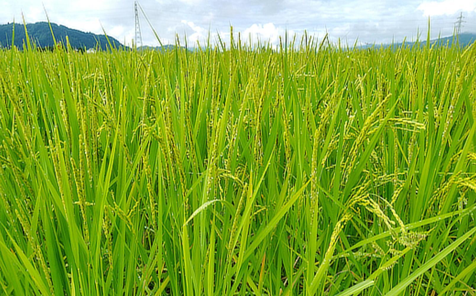 【新米】令和７年産「五つ星お米マイスター」の南魚沼塩沢産コシヒカリ　精米２kg