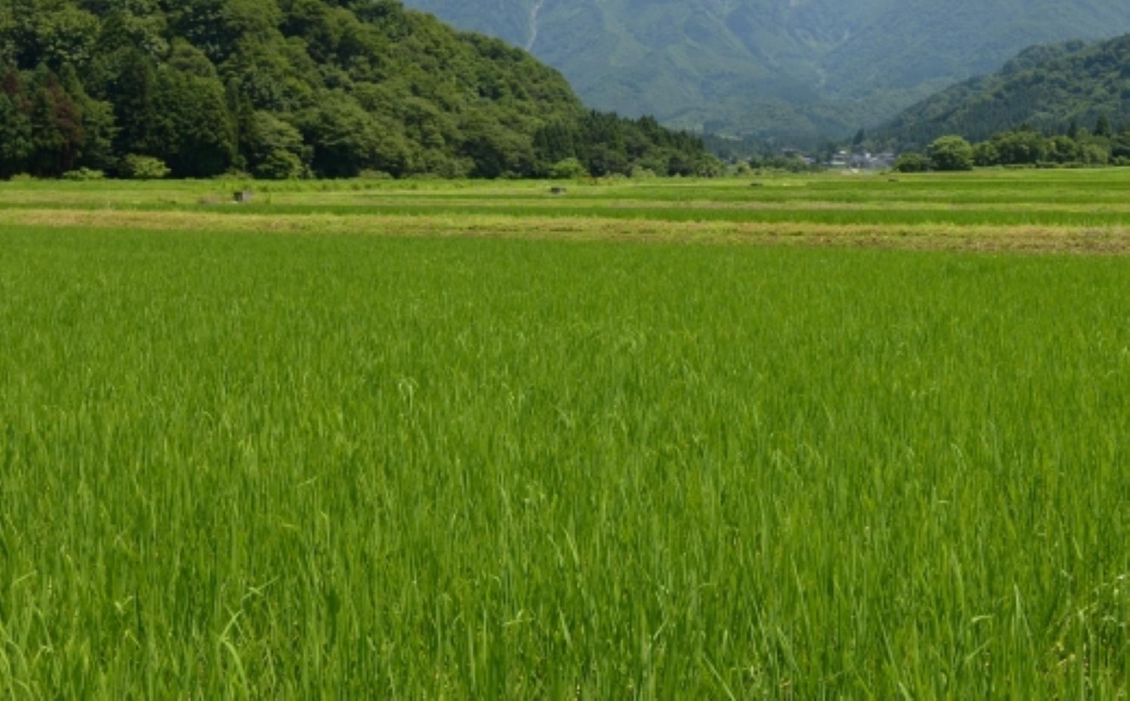 令和７年産「五つ星お米マイスター」の南魚沼産コシヒカリ　無洗米２kg