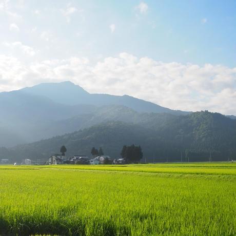 令和7年産　南魚沼塩沢地区「大沢産コシヒカリ」特A米　5ｋｇ×2袋【2025年10月上旬より順次発送予定】