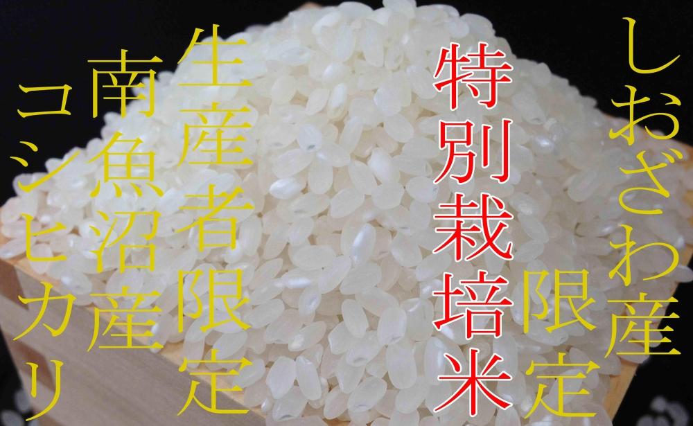 【令和7年産】【定期便6kg×6ヶ月】特別栽培 しおざわ産限定 生産者限定 南魚沼産コシヒカリ【2025年10月上旬より順次発送予定】