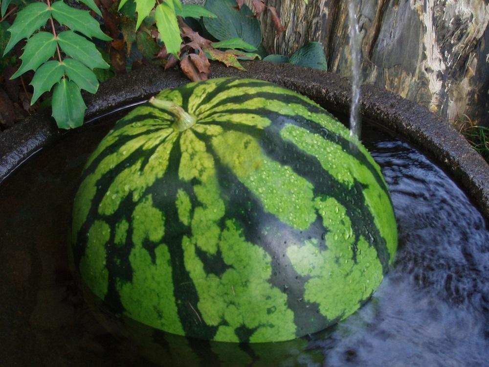 先行予約【新潟県南魚沼産】八色原スイカ 大玉１玉【2026年7月下旬発送】【お届け日時指定不可】