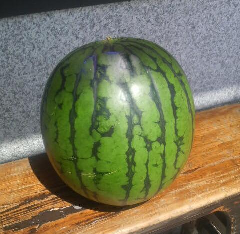 先行予約【新潟県南魚沼産】八色原スイカ 小玉２玉【2026年7月中旬発送】【お届け日時指定不可】