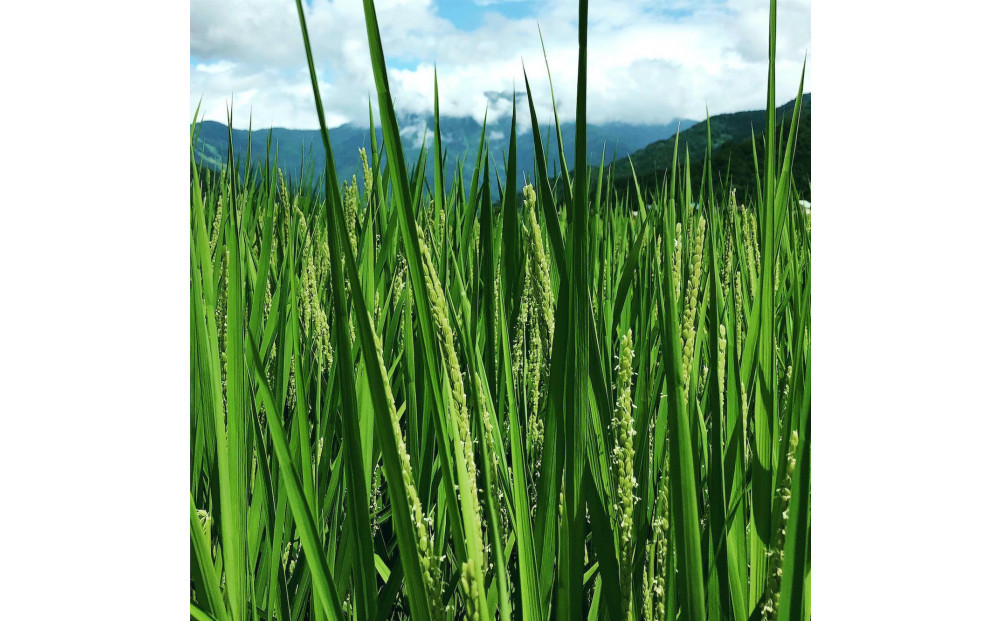 【令和7年産】南魚沼産こがねもち5kg　八海山の里で実りました。