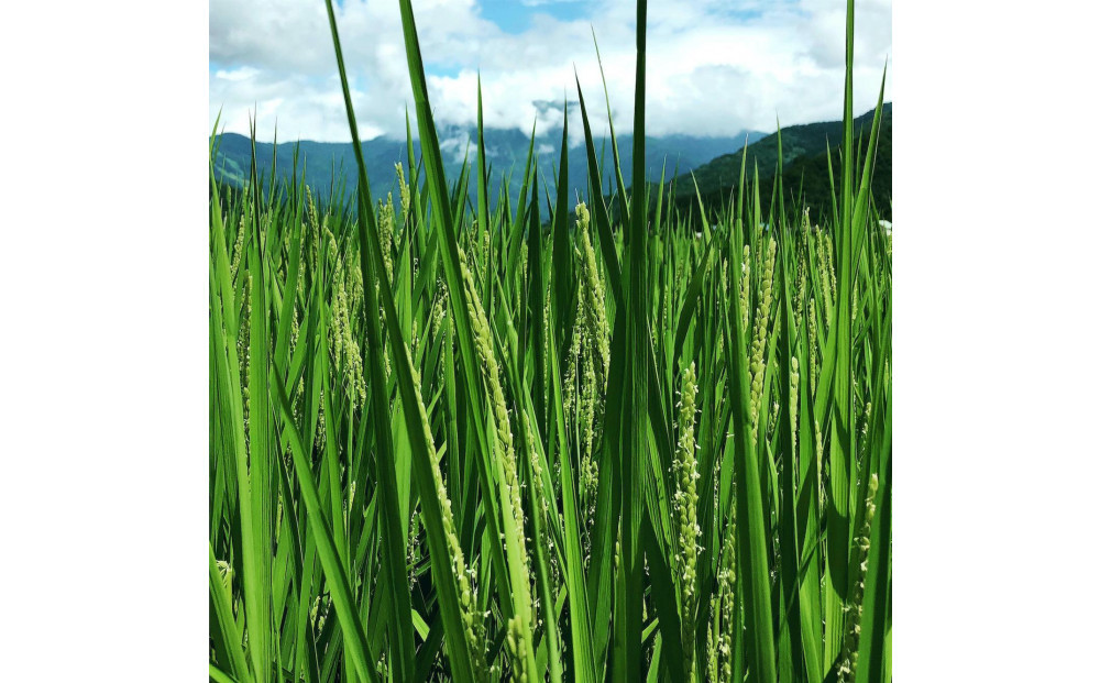 [令和7年産] 　JAS認定　有機栽培米　農薬・化学肥料不使用の米　南魚沼産こしひかり3kg  八海山の里で実りました。