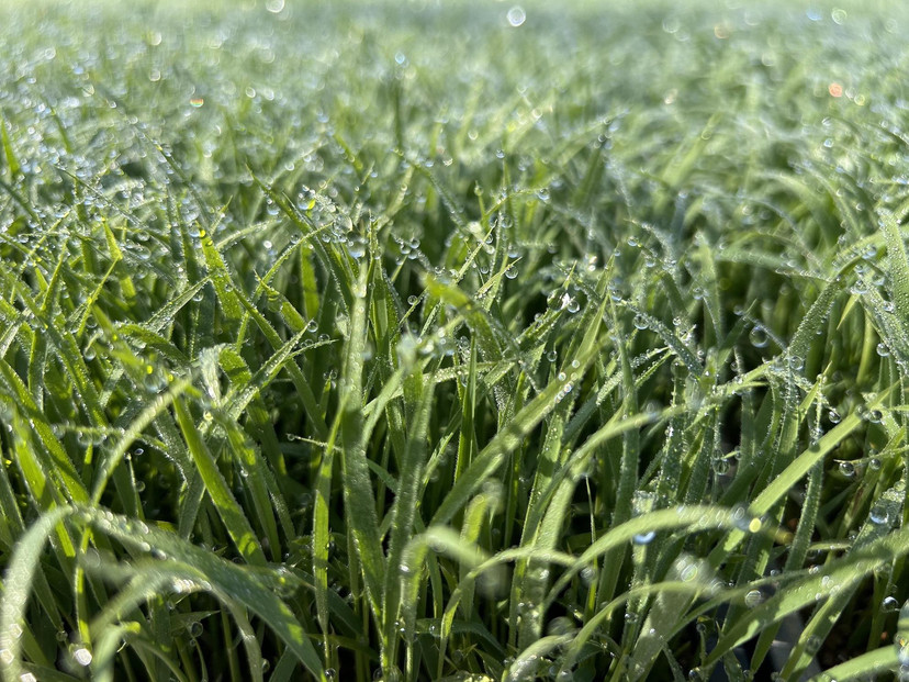 [令和7年産]はさがけJAS認定　有機栽培米　農薬・化学肥料不使用の米　南魚沼産こしひかり3kg  八海山の里で実りました。