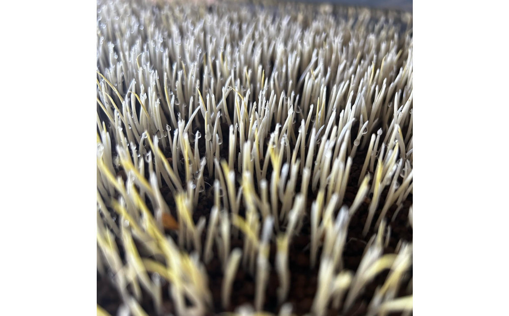 [令和7年産]  南魚沼産こしひかり5kg