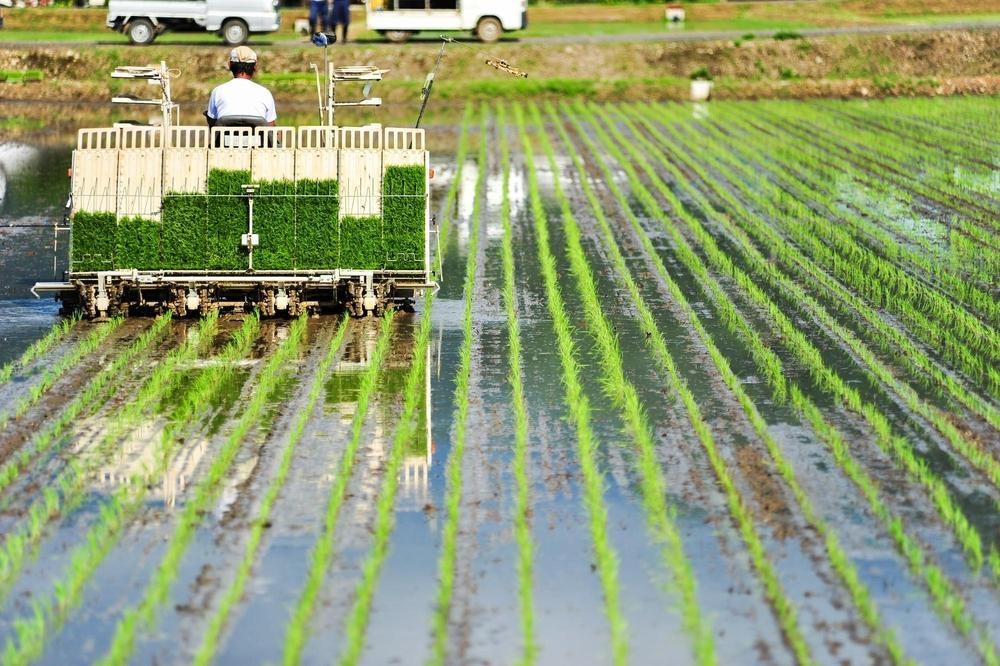 【令和7年産】南魚沼君沢産こしひかり　白燦々 10kg（従来品種）