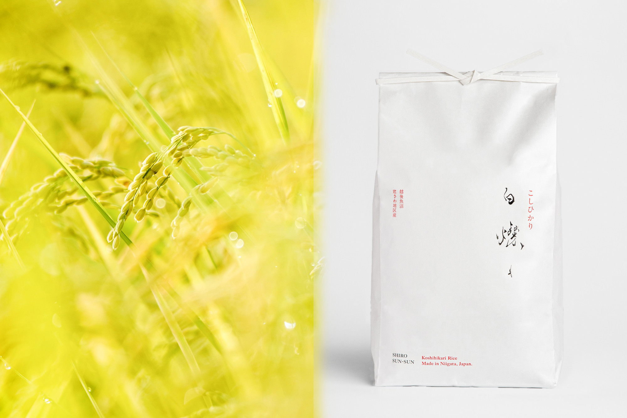 【令和7年産】南魚沼君沢産こしひかり 白燦々10kg（BL品種）