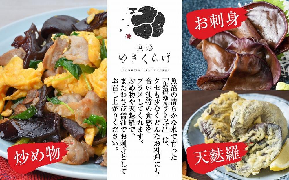 国産 乾燥 きくらげ 20g×6パック 計120g 小分け 栄養豊富 無農薬 無添加 オーガニック 自家栽培