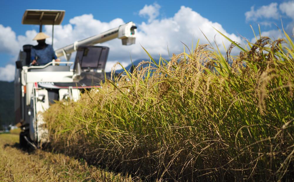 【令和7年産】南魚沼産こしひかり 精選玄米 30kg（10kg×3袋）特A獲得日本一産地 もっちり甘い 南魚沼産コシヒカリ