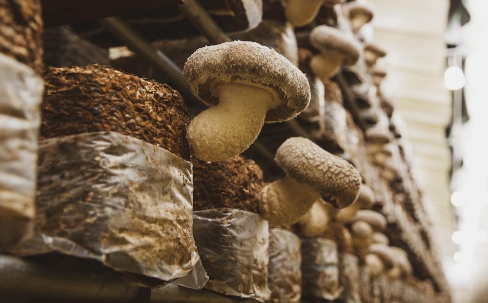 【JAみなみ魚沼定期便】家庭用「八色しいたけ」（750g×全12回） 訳あり 不ぞろい 農家応援 厚いにもほどがある