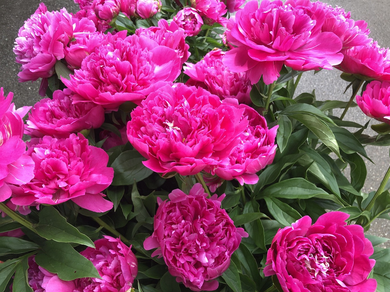 【白ピンク】朝摘みシャクヤク　10本【テーブル彩る】【2026年5月中旬より発送予定】