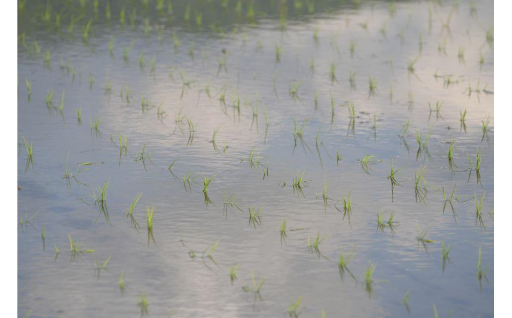 【令和7年産新米】南魚沼食味コンクール4年連続優秀賞　塩沢地区限定米5kg　南魚沼塩沢産コシヒカリ