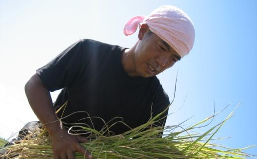 【定期便】【令和７年産】南魚沼産 コシヒカリ 無洗米 チャック付き（2kg×全6回）